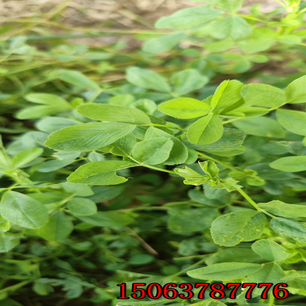 紫花苜蓿草籽哪卖？