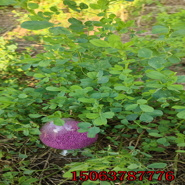 苜蓿草籽亩产量？