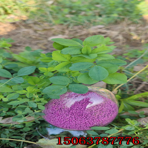苜蓿草籽亩产量？