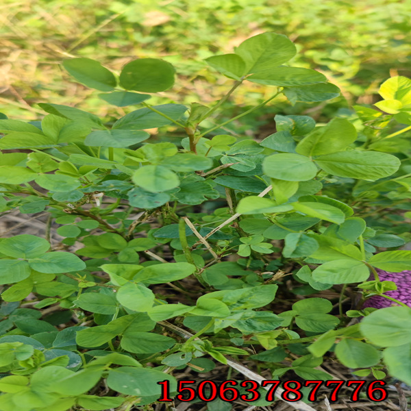 苜蓿草籽怎样播种？