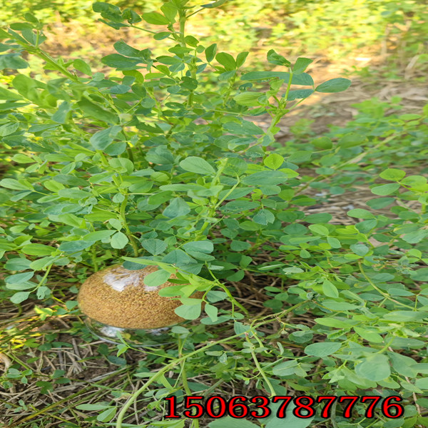 一公斤苜蓿草的草籽能种多少亩地？