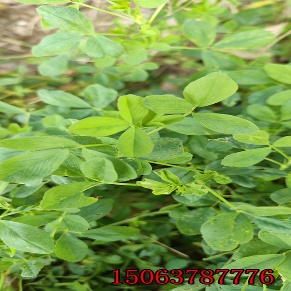 一公斤苜蓿草的草籽能种多少亩地？