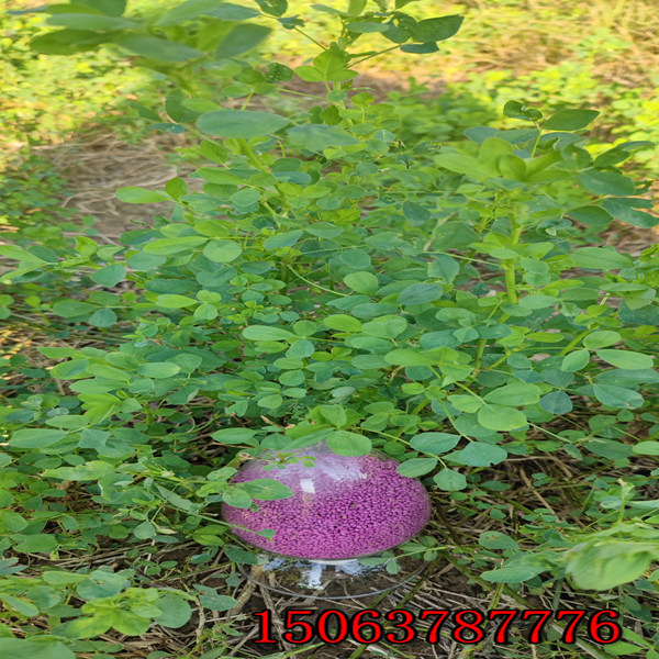 苜蓿草籽多少钱1斤？