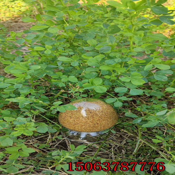 紫花苜蓿草籽几月播种合适？