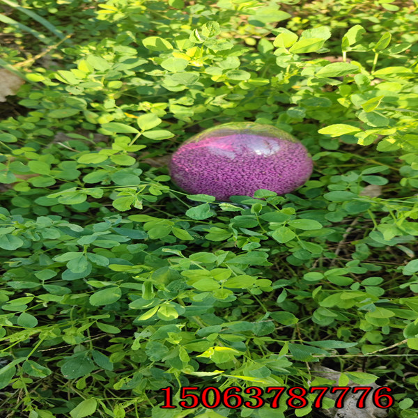 紫花苜蓿草籽几月播种合适？