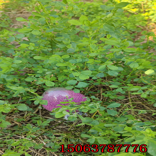 紫花苜蓿草籽几月播种合适？