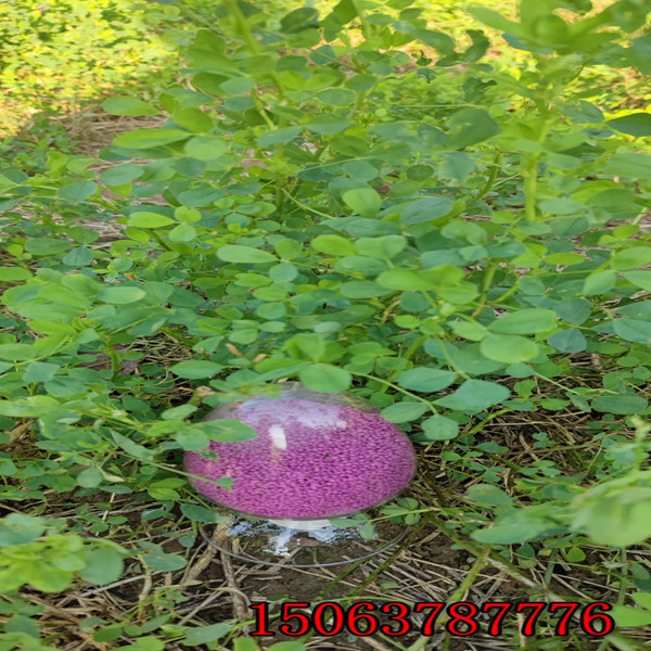 苜蓿草籽的播种？