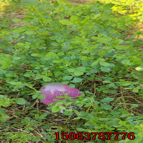 苜蓿草籽的播种？