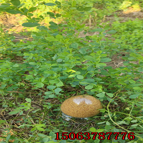 苜蓿草籽一公斤是多少钱？