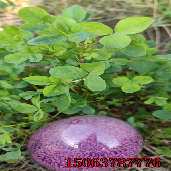 苜蓿草籽什么时候播种？