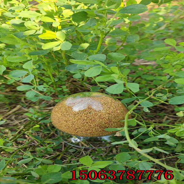 苜蓿草籽什么时候播种？