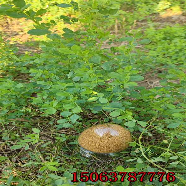 苜蓿草籽怎么播种合适？