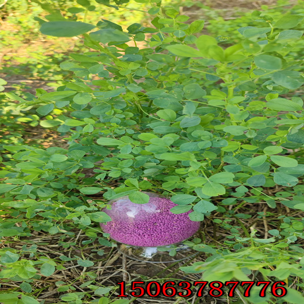 苜蓿草籽怎么播种合适？