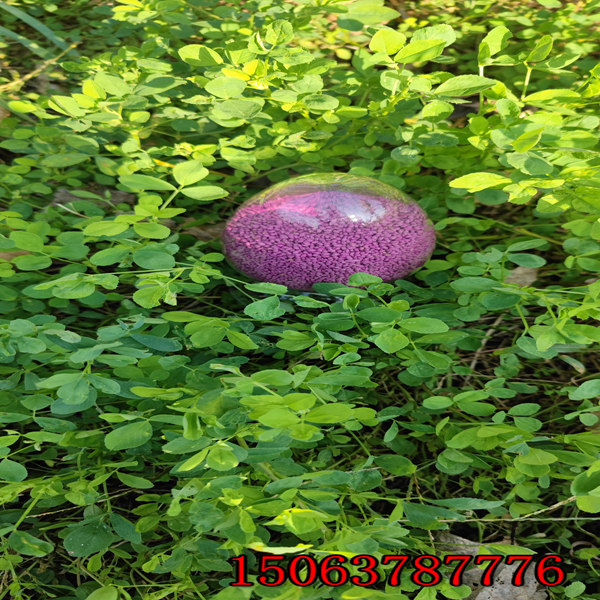 苜蓿草的草籽产量多吗？