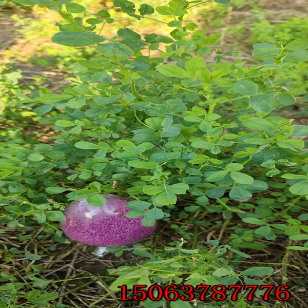 苜蓿草的草籽产量多吗？