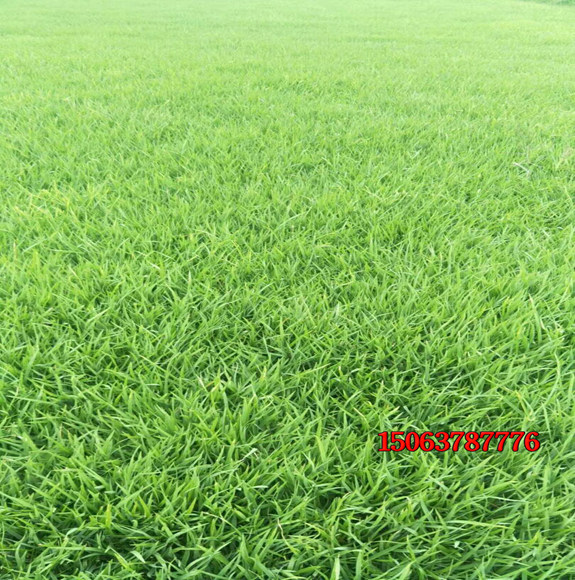 狗牙根草坪有哪些养护技巧？