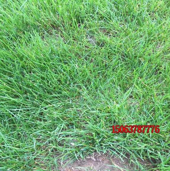 狗牙根草籽可以种植草坪吗？