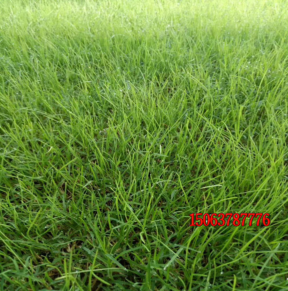 狗牙根草籽怎么播种？