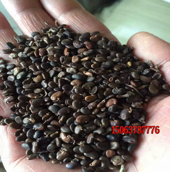 绿化草坪种子大约价格是多少？