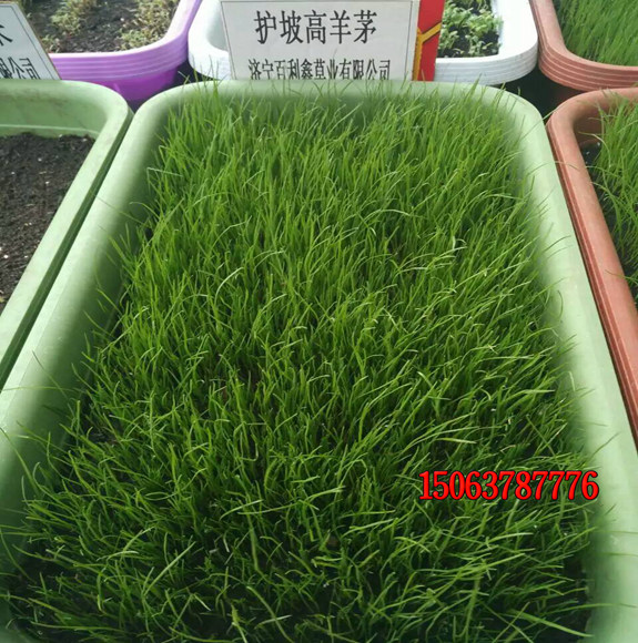 草坪种子发芽长不齐是怎么回事？