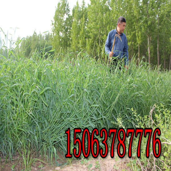 黑麦草草种要多少钱