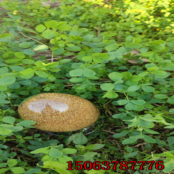 紫花苜蓿草籽能喂羊吗？