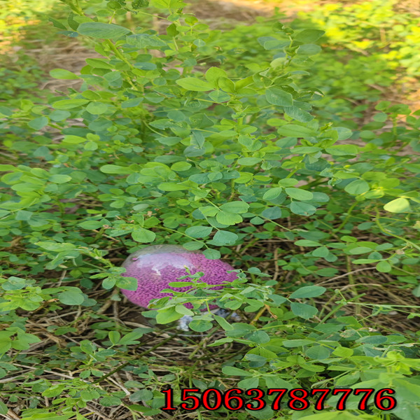 紫花苜蓿草籽能喂羊吗？