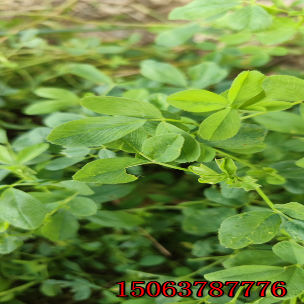 紫花苜蓿草籽能喂羊吗？