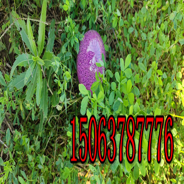 苜蓿草籽亩用种多少？