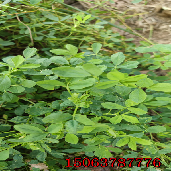 苜蓿草籽亩用种多少？