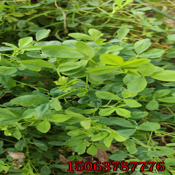 播下紫花苜蓿草籽能收割多少年？