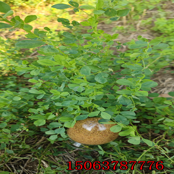 播下紫花苜蓿草籽能收割多少年？