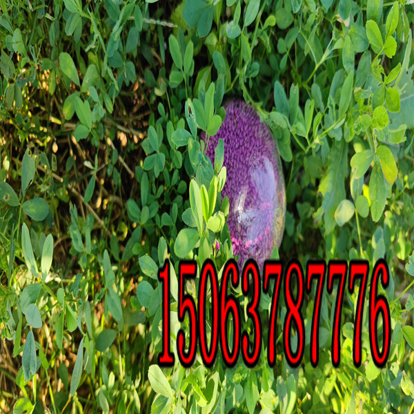 紫花苜蓿草籽怎么种？