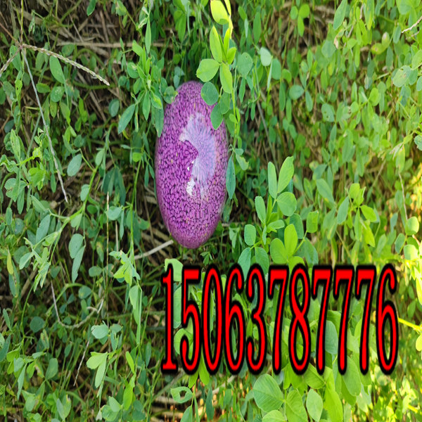 苜蓿草草籽一斤多少钱？