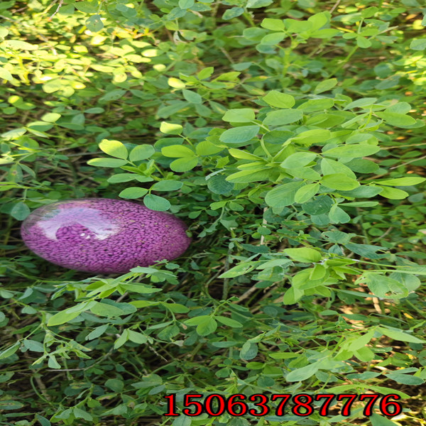 苜蓿草草籽一斤多少钱？