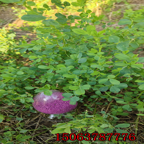苜蓿草籽用处？