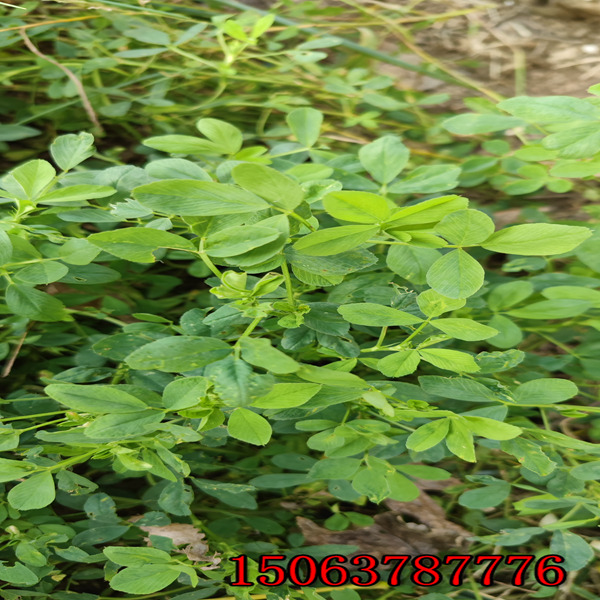 苜蓿草籽用处？