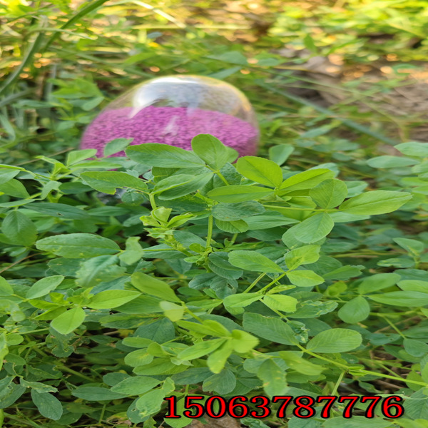 苜蓿草籽一亩产多少斤？