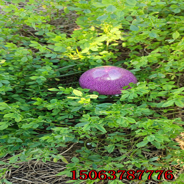 紫花苜蓿草籽多少钱？