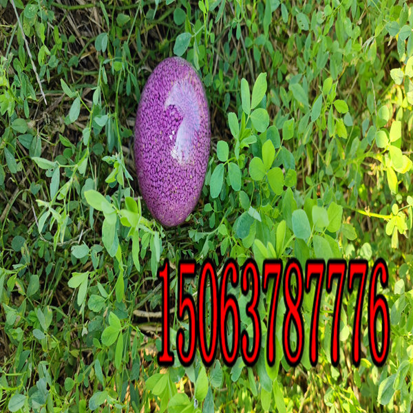 紫花苜蓿草籽多少钱？