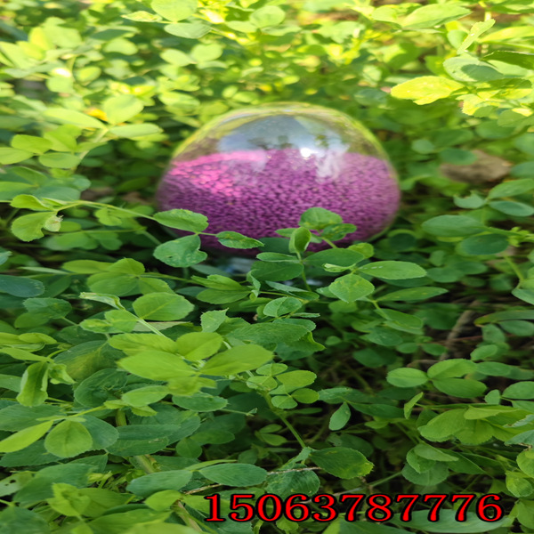 紫花苜蓿草籽多少钱？