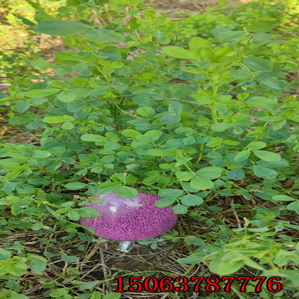 苜蓿草草籽多少钱每公斤？
