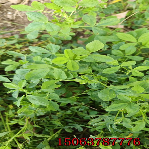 苜蓿草草籽多少钱每公斤？