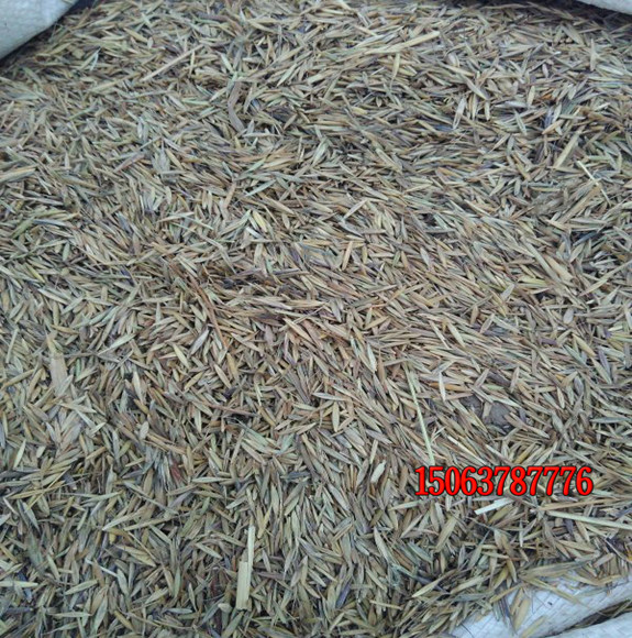 影响草坪种子质量的主要因素是什么？