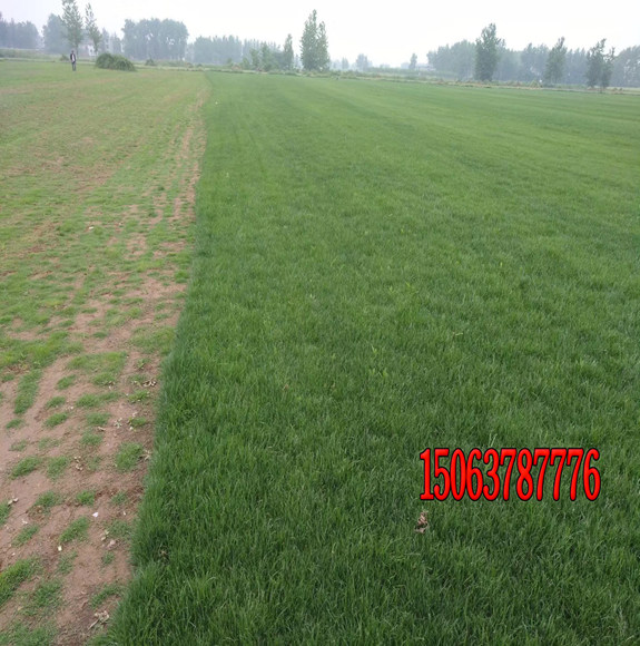 北方种植哪些草坪耐寒又好看?