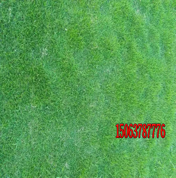 绿化草坪草种子有多少品种？