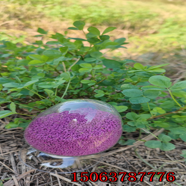 酒泉紫花苜蓿草籽