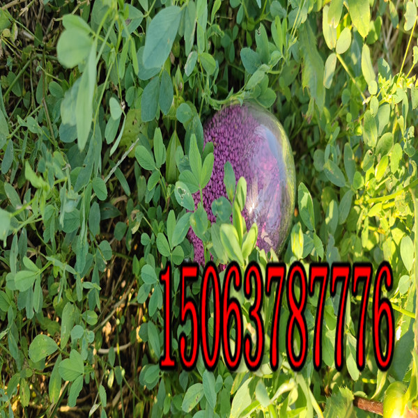 紫花苜蓿草籽基地