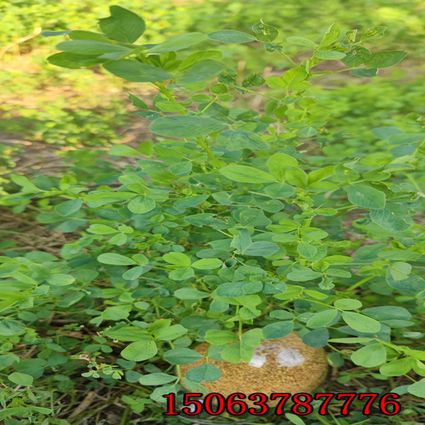 定西紫花苜蓿草籽价格
