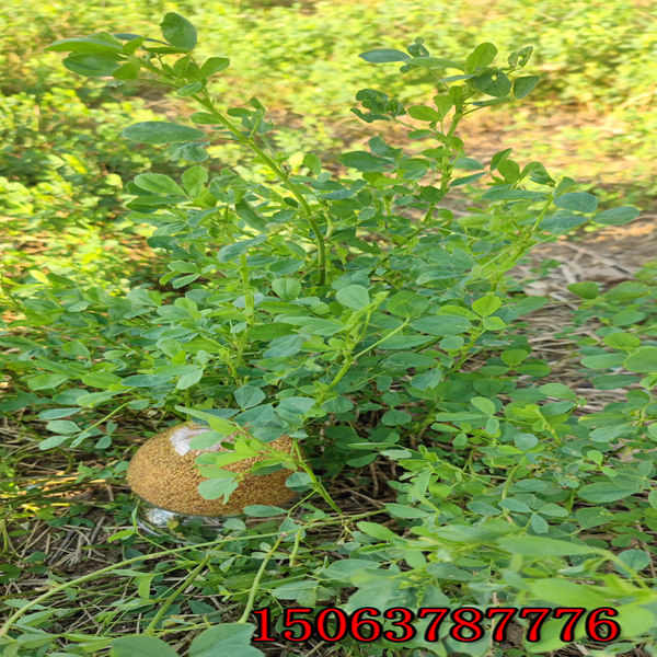 兰州紫花苜蓿草籽供应